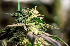 All About Lowryder Autoflower A Comprehensive Guide All About Lowryder Autoflower A Comprehensive Guide