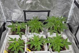 All About Lowryder Autoflower A Comprehensive Guide All About Lowryder Autoflower A Comprehensive Guide